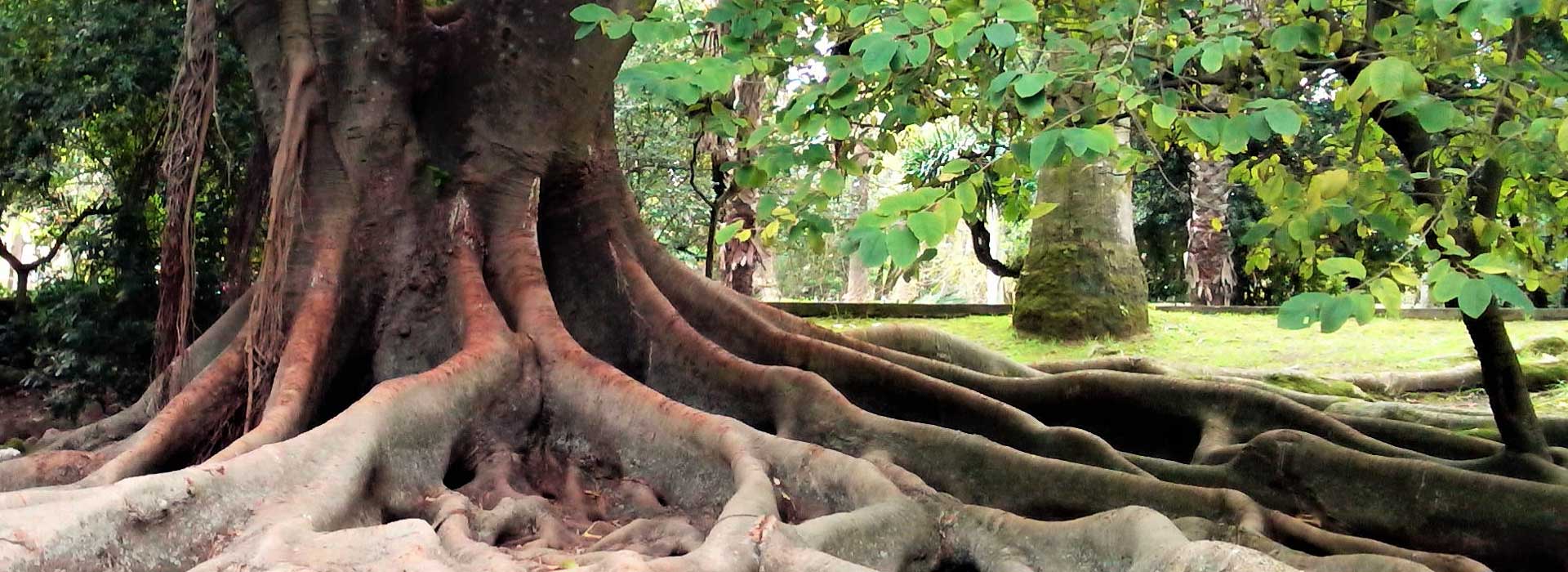 Jardim Botânico Tropical