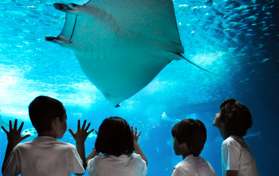 Lisbon Oceanarium