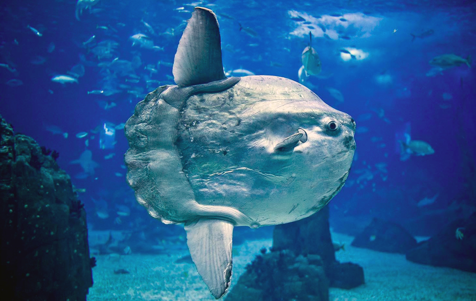 Oceanarium (Oceanário de Lisboa)