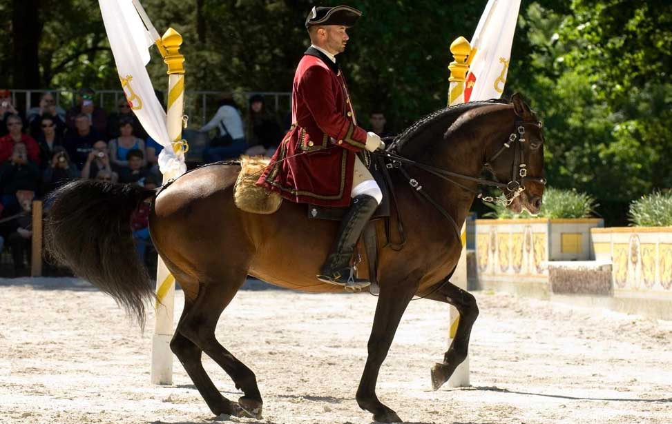 The Portuguese School of Equestrian Art